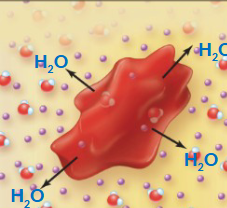 <p>A solution with a higher solute concentration compared to another solution, leading to water movement out of a cell, which may cause it to shrink (crenation)</p>