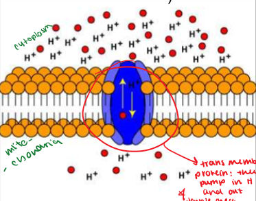 <ol><li><p>Does require an input of energy (ATP)</p></li><li><p>Particles move <strong>UP </strong>or <strong>AGAINST </strong>the concentration gradient (areas of [low] to [high])</p></li><li><p>Move <strong>AWAY </strong>from equilibrium</p></li><li><p>For <strong>larger </strong>or <strong>polar </strong>particles</p></li></ol><p>Not letting particles go to [low], pushing it back to area w/ [high]</p><ul><li><p>Trans membrane protein pumps H ions in &amp; out —&gt; if it reaches equilibrium we can NOT make ATP —&gt; results in no cellular work </p></li></ul><p></p>