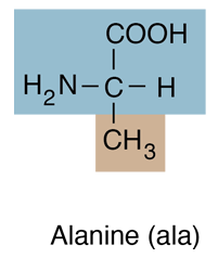 <p>Nonpolar, aliphatic; Ala [A]</p>