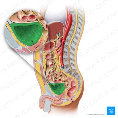 <ul><li><p>hollow muscular organ</p></li><li><p>temporary reservoir for urine that usually fills at a constant rate</p></li><li><p>lies mostly inferior to the peritoneum, <u>subperitoneal</u></p></li><li><p>occupies the anterior portion of the pelvic cavity and is just superior and posterior to the pubis</p></li><li><p>resting on the pubic bones and pubic symphysis anteriorly and the prostate posteriorly</p></li></ul><p></p>