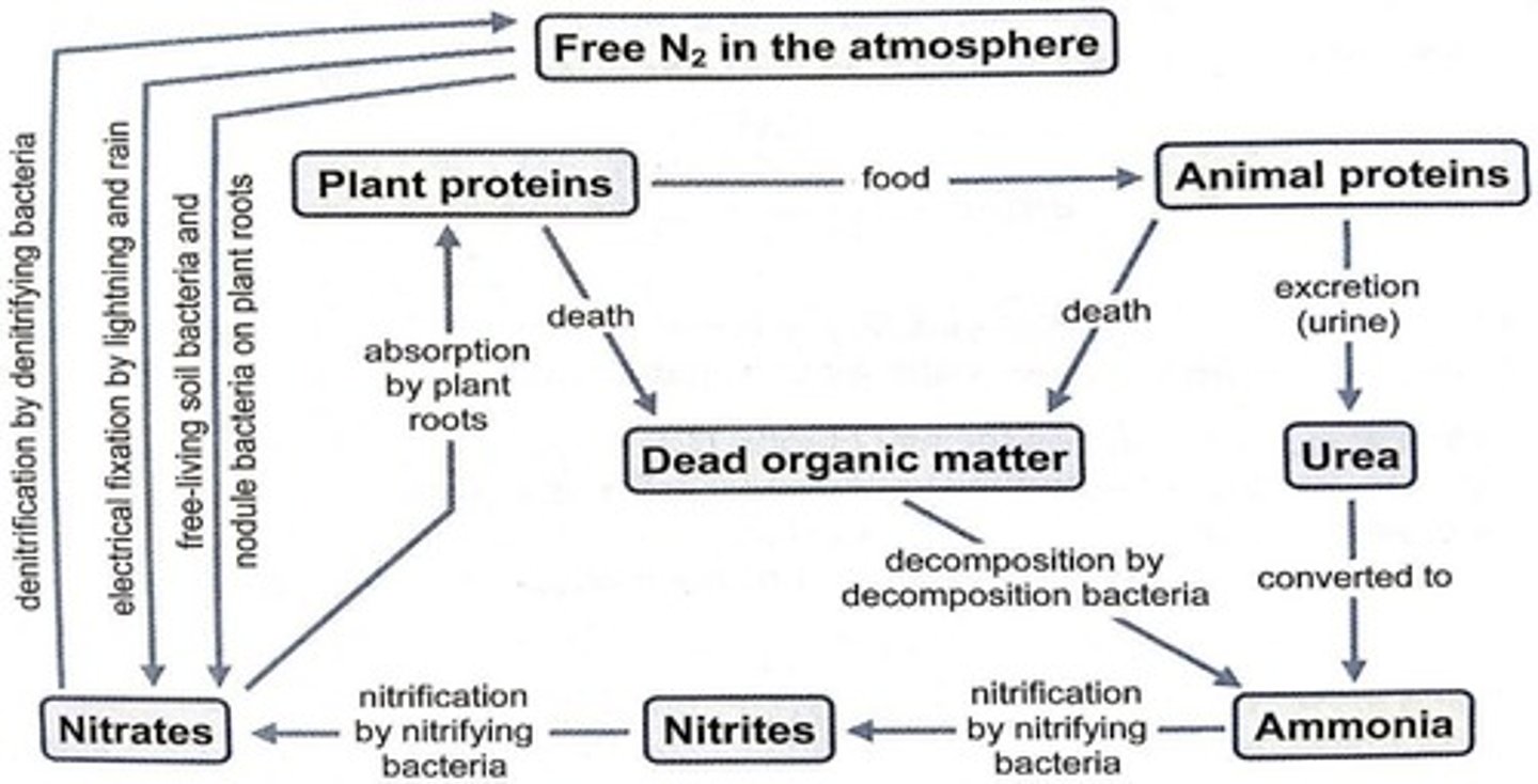 <p>Convert ammonia to nitrites and nitrates.</p>
