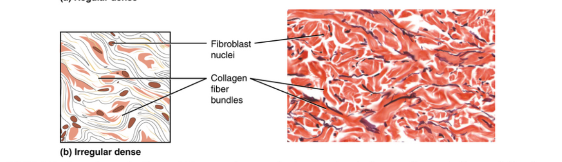 <p>Consists of collagenous fibers interwoven into a mesh-like network</p>