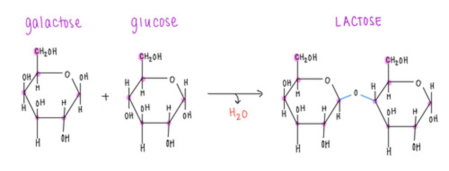 <p>lactose</p>