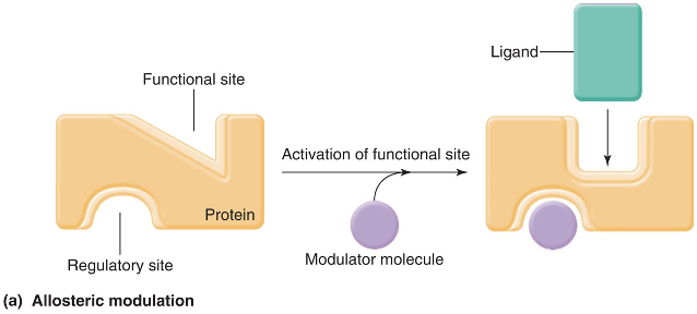 <p>allosteric modulation</p>