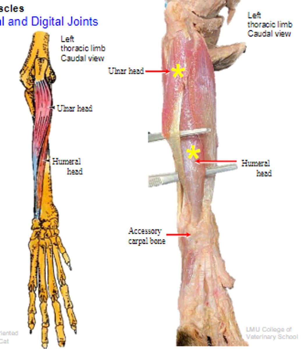 <p>Origin of flexor carpi ulnaris:</p>