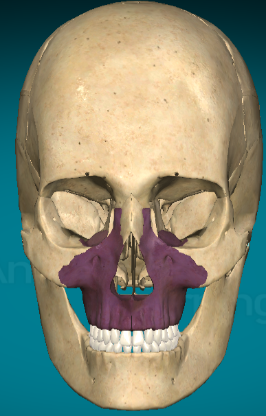 <p>Maxilla bone</p>