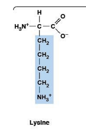 <ul><li><p><strong>Polar, charged, HYDROPHILIC</strong></p></li><li><p><strong>Positively charged (basic)</strong></p></li><li><p><strong>R-group:</strong> long alkyl chain ending in –NH₃⁺</p></li><li><p>Common in <strong>DNA-binding proteins</strong></p></li></ul><p></p>