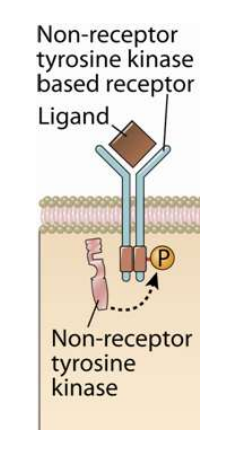 <p>how do non-receptor tyrosine kinases work?</p>
