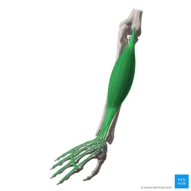 <p>Origin: Lateral epicondyle (humerus) Insertion: tendons to dorsal bases of middle and distal phalanges, fingers 2-5 Actions: Weak elbow extension</p>