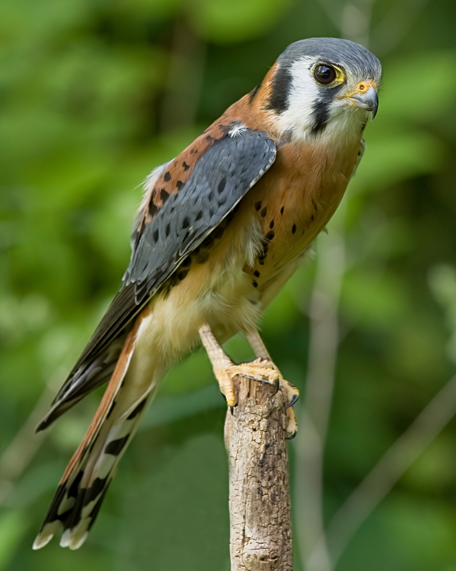 <p>What bird is this?</p>