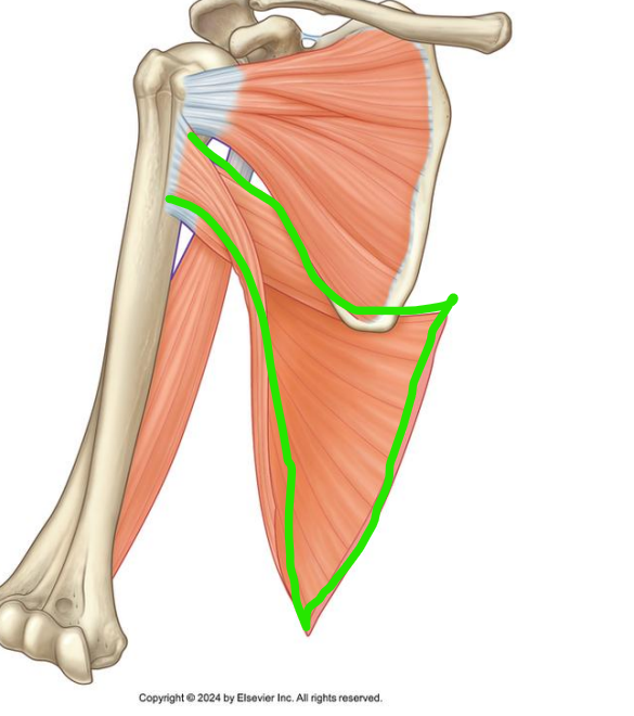 <p>What muscle and function</p>
