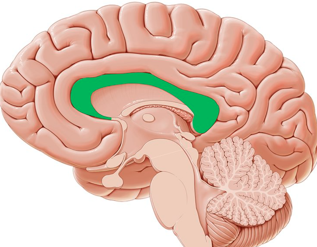 a wide band of nerve fibers connecting the right and left cerebral hemispheres
