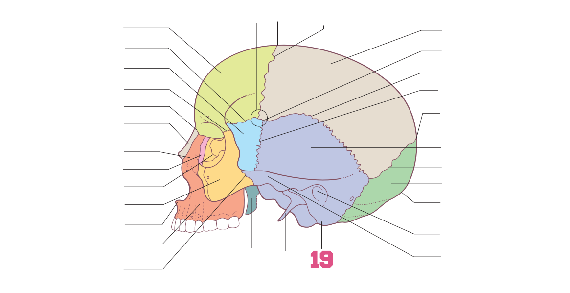 <p>19</p>