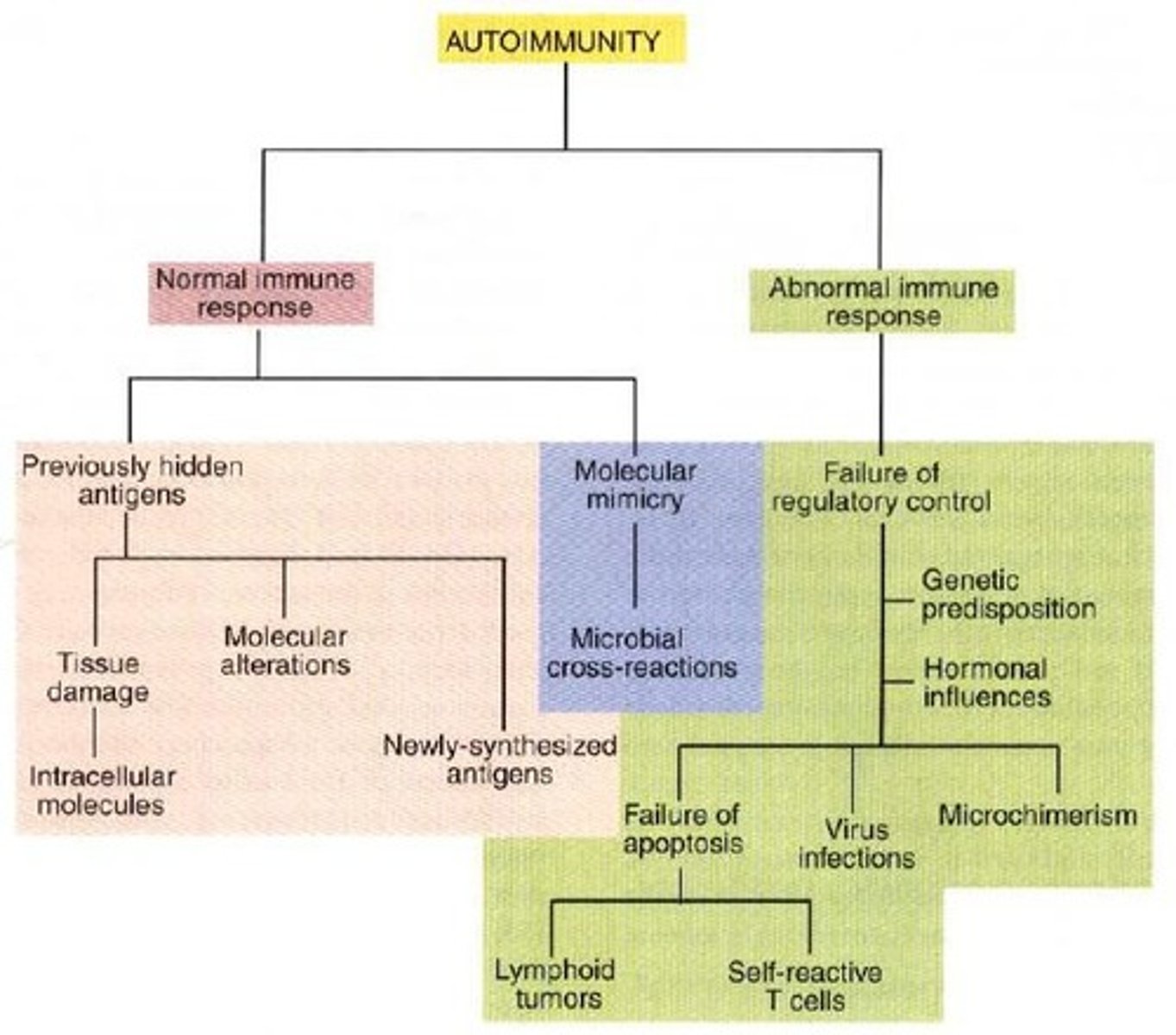 <p>1. Result from normal immune response to an unusual or abnormal antigen. 2. Result from abnormal immune response to a normal antigen (most significant).</p>