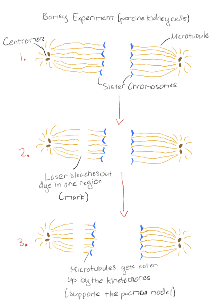 <p>Microtubules labeled with yellow dye</p><p>Laser bleaches out dye in one region (mark)</p><p>Show evidence that&nbsp;daughter chromosomes move to opposite poles through both the Pac-Man and the Poleward Flux as the microtubules shorten from both sides but at first it was mostly evidence for the Pac-Man model</p>