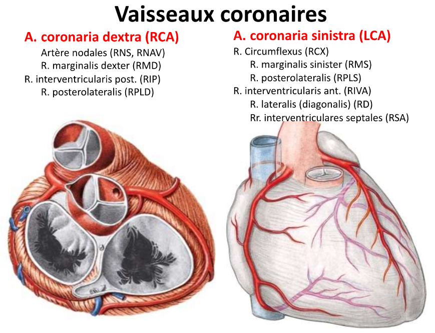 <p>2 Koronararterien:</p><ul><li><p><strong>A. coronaria dextra </strong>→ verläuft eher posterior<br>→ Entsteht aus dem rechten Sinus aorticus der Aorta ascendens.</p><p>→ Vorne und rechts zwischen dem rechten Vorhof und dem Truncus pulmonalis, dann geht vertikal hinunter in die Koronarfurche zwischen dem Atrium</p><ul><li><p>rechtes Atrium</p></li><li><p>rechter Ventrikel</p></li><li><p>posteriorer Teil des Septum ventrikularis</p></li><li><p>ein Teil des linken Ventrikels (posterior)</p></li><li><p>Sinus Knoten, AV Knoten, His Bündel</p></li></ul></li><li><p><strong>A. coronaria sinistra </strong>→ verläuft eher anterior<br>→ verläuft entlang dem linkem Vorhof, bevor er in die Koronarfurche eintretet<br>→ 2 Äste: interventrikulär anterior, Zirkumflexionsast</p><ul><li><p>linkes Atrium</p></li><li><p>linker Ventrikel</p></li><li><p>anteriorer Teil des Septum interventrikularis</p></li><li><p>ein Teil des rechten Ventrikels (anterior)</p></li></ul></li></ul>
