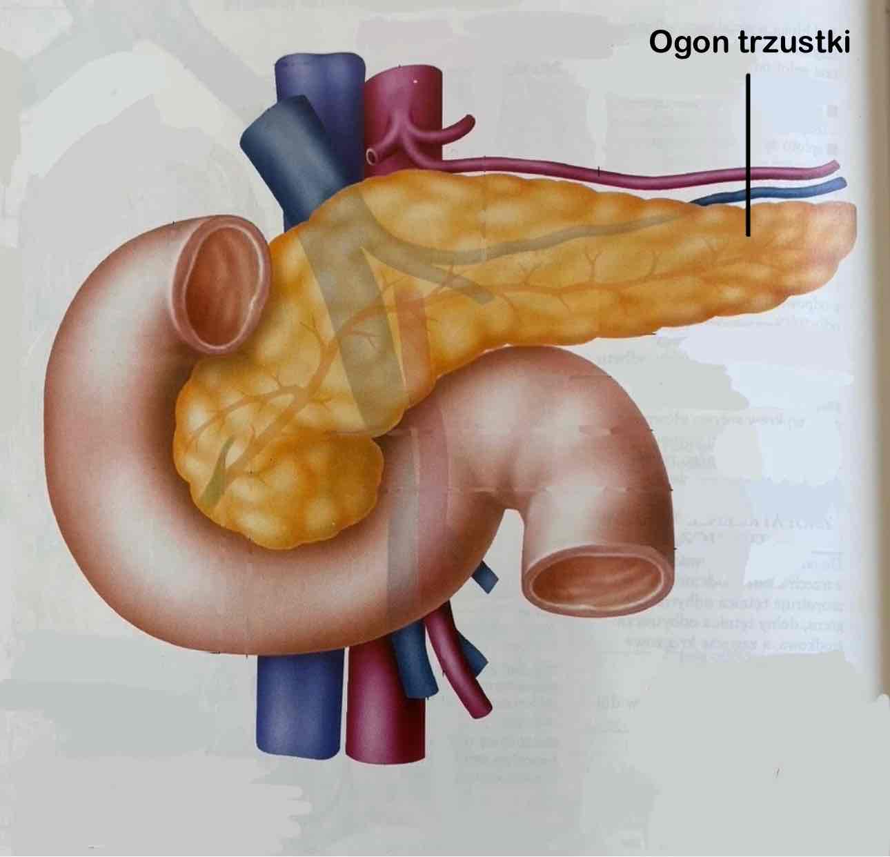 <p>Ogon trzustki </p>