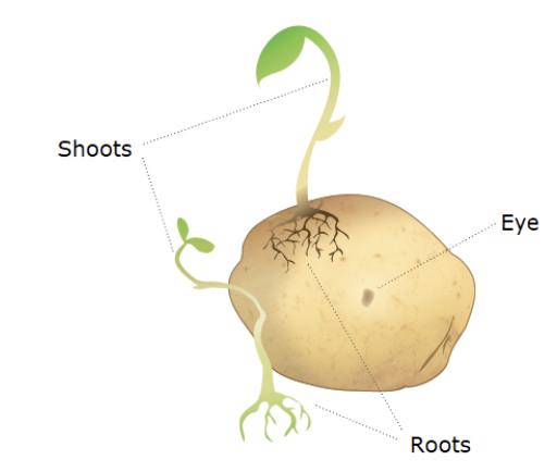 <p>what are tubers and an example?</p>