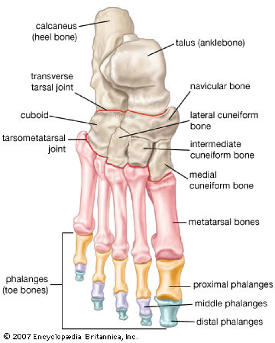<p>7 tarsals, 14 phalanges</p>