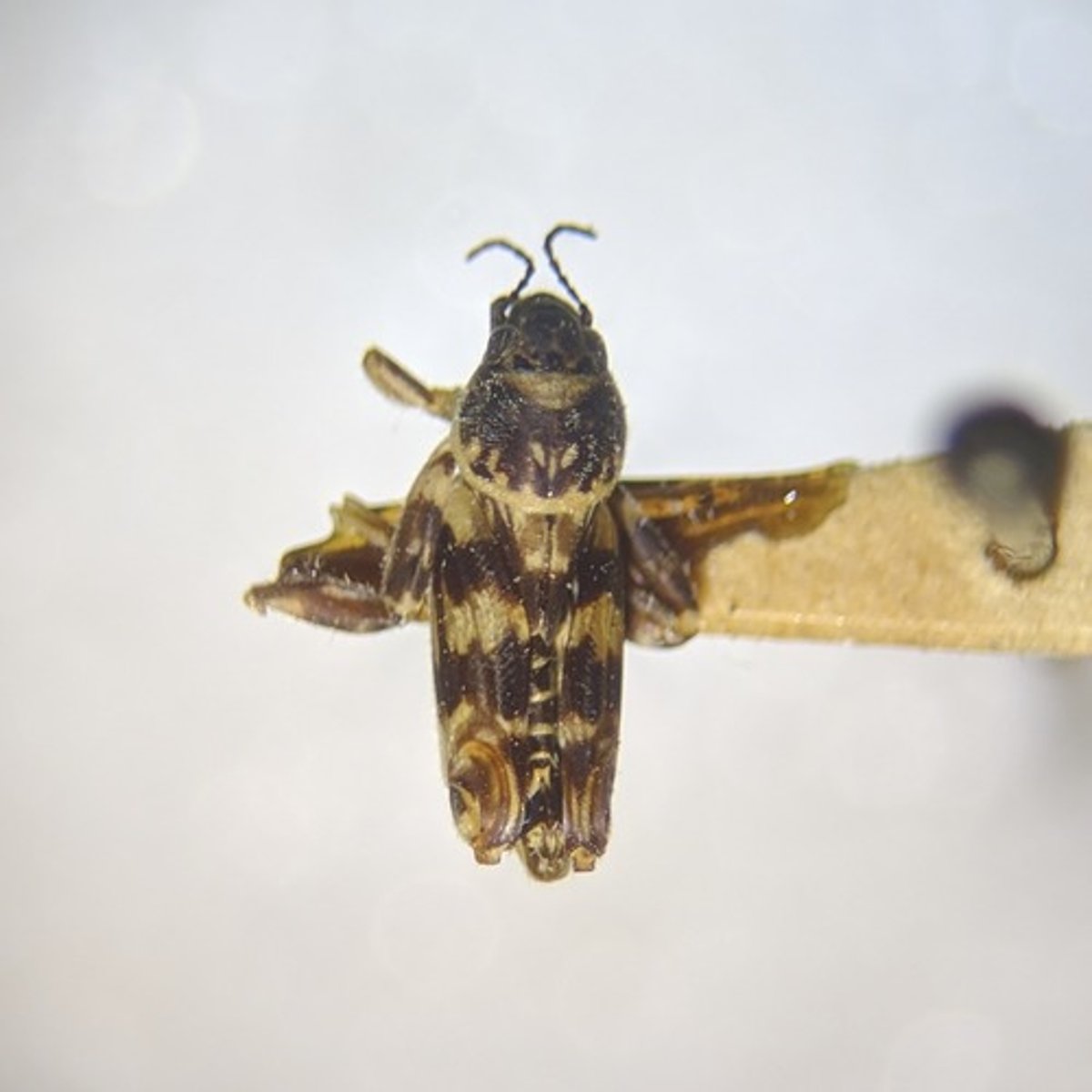 <p>Pygmy mole crickets</p>