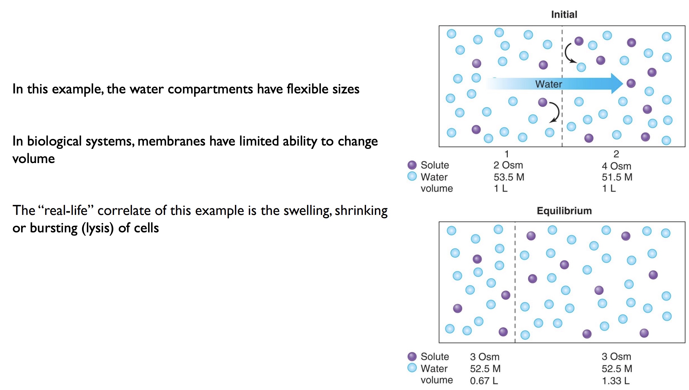 <p>-semi-permeable</p><p>-membranes have limited ability to change volume</p>