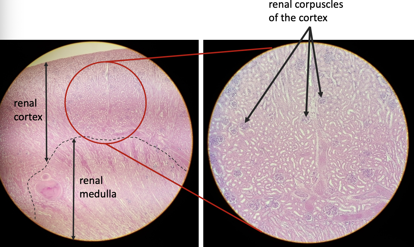 <p>what is this? </p>