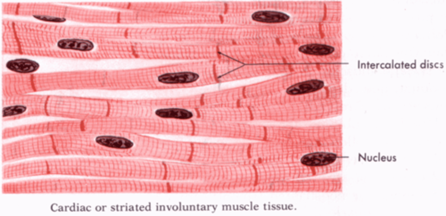 <p>Shares characteristics with both smooth and skeletal muscle. Primarily it's uninucleated, but cells may contain two. It is involuntary and innervated by the autonomic nervous system.</p>