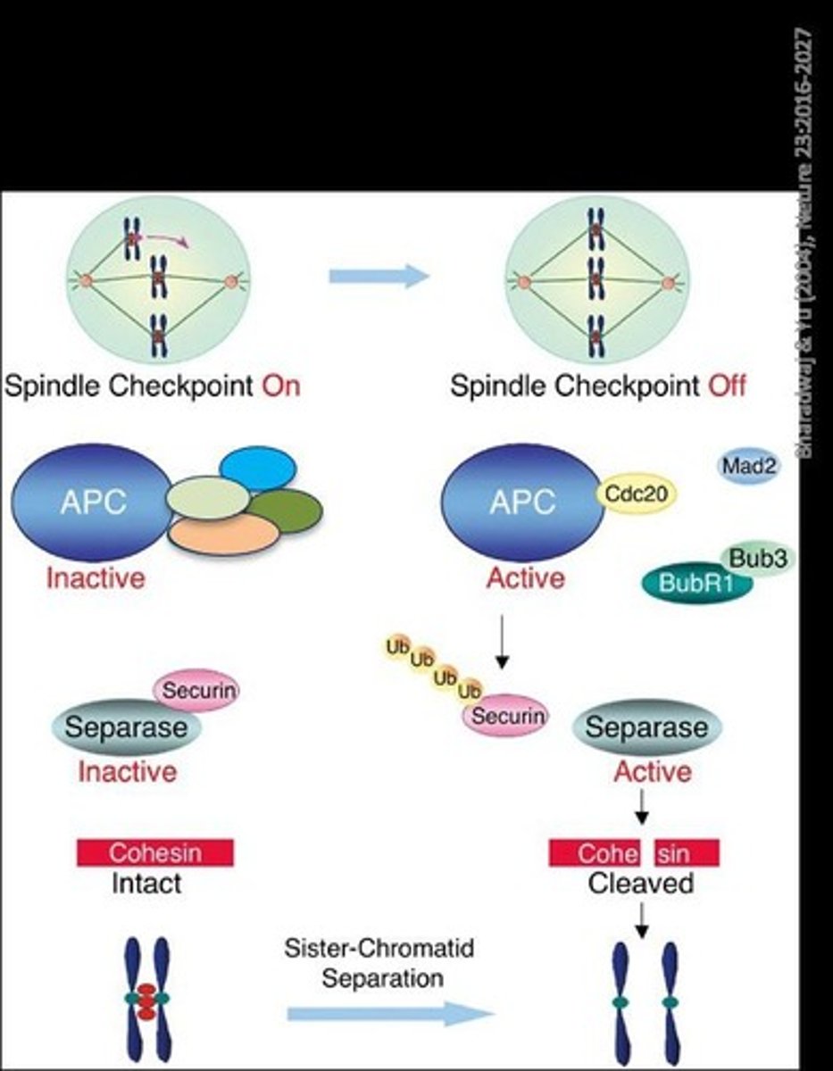 <p>It ensures that all chromosomes are properly attached to the spindle apparatus before anaphase begins.</p>