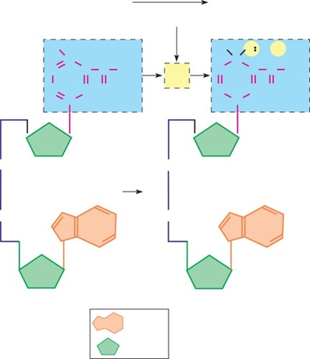 <p>Breakdown of large molecules into smaller ones. -releases energy (exergonic), stored as ATP</p>