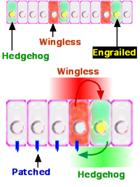 <ul><li><p>Engrailed (En) is expressed in the anterior-most cells of each parasegment (posterior compartment of future segment). </p></li><li><p>En-expressing cells secrete Hedgehog (Hh) ligand. </p></li><li><p>Hh signals to the adjacent anterior cells (anterior compartment of future segment), inducing them to express Wingless (Wg). </p></li><li><p>Wg ligand then signals back to the En-expressing cells, maintaining En and Hh expression. </p></li><li><p>This reciprocal signalling loop between Hh and Wg, mediated by their receptors (Patched for Hh, Frizzled for Wg) and downstream pathways, stabilizes the parasegment boundary and refines segment borders.</p></li></ul><p></p>