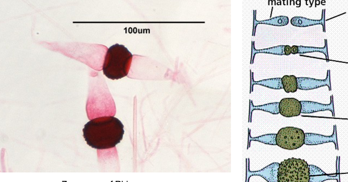 <p>what type of sexual spore is this</p>