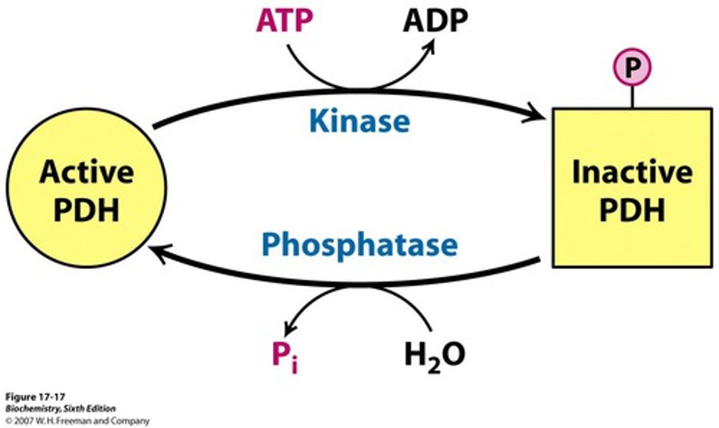 <p>removes a phosphate group from a molecule</p>