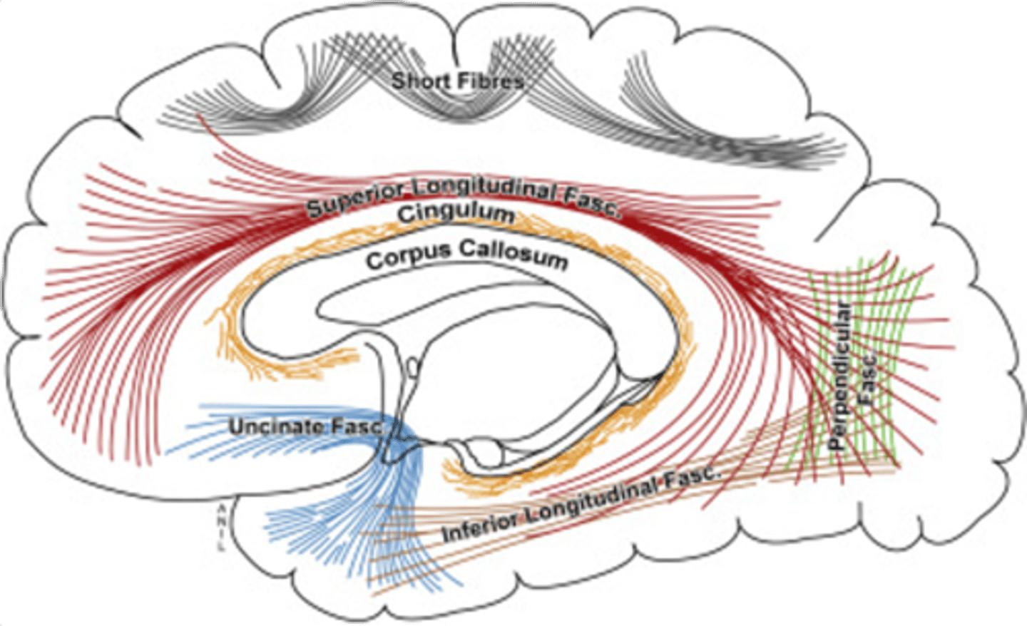 <p>superior longitudinal fasciculus</p>
