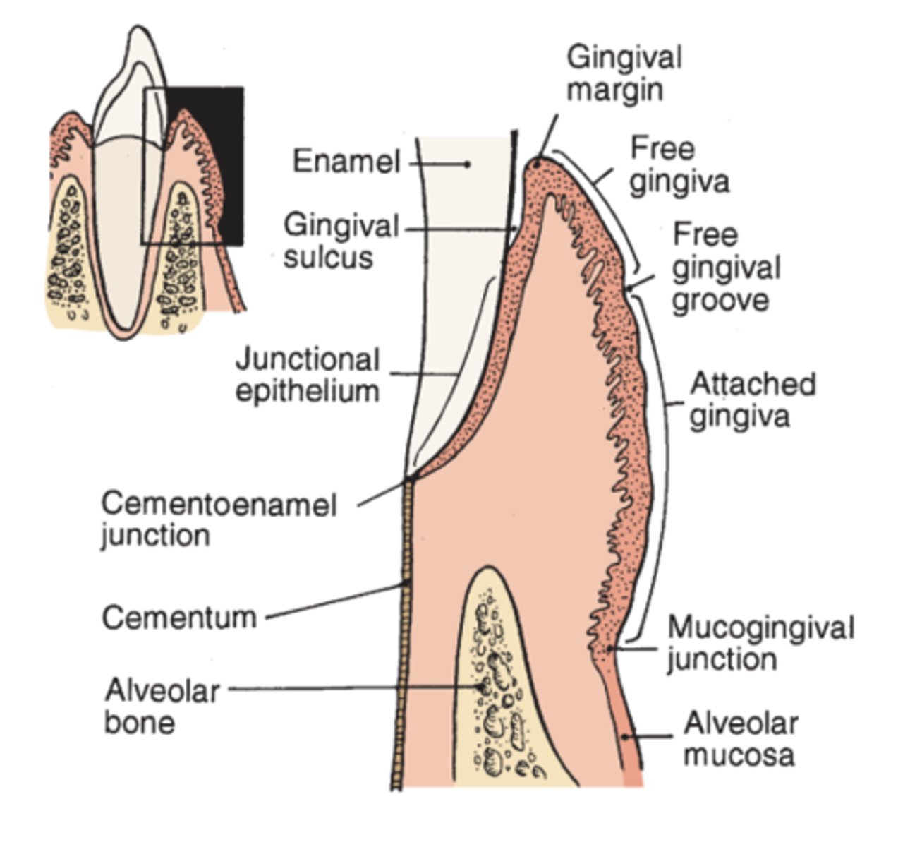 <p>Free gingiva: not connected to anything</p><p>Free gingival groove: separates ^⌄</p><p>Attached gingiva: attached to the tooth and the bone</p><p>Mucogingival junction: Separates ^⌄</p><p>Alveolar mucosa</p>