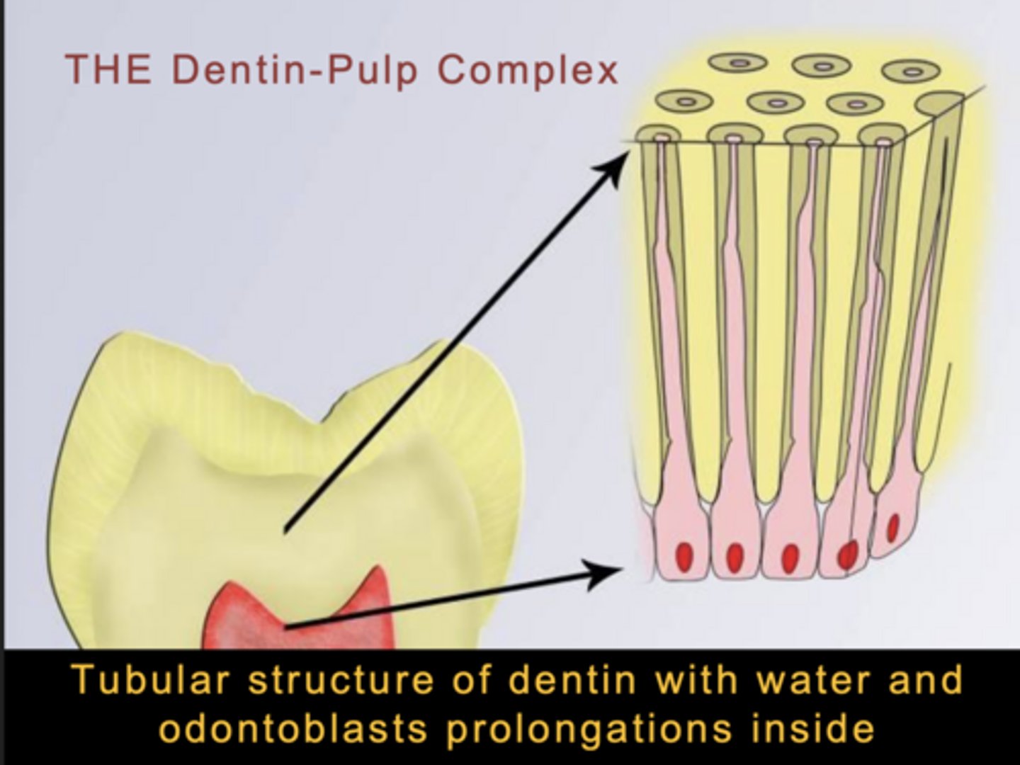<p>tubular structure of dentin with water and odontoblast processes insude</p><p>cells can go from the dentin to the pulp and make changes</p>