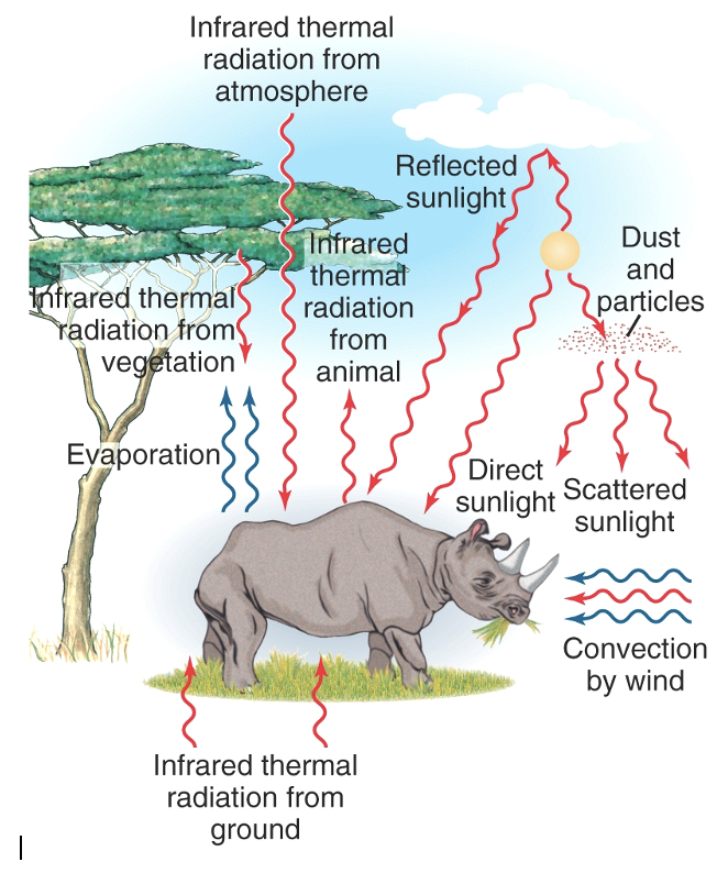 <p>How Heat Moves Between Animals and the Environment</p>