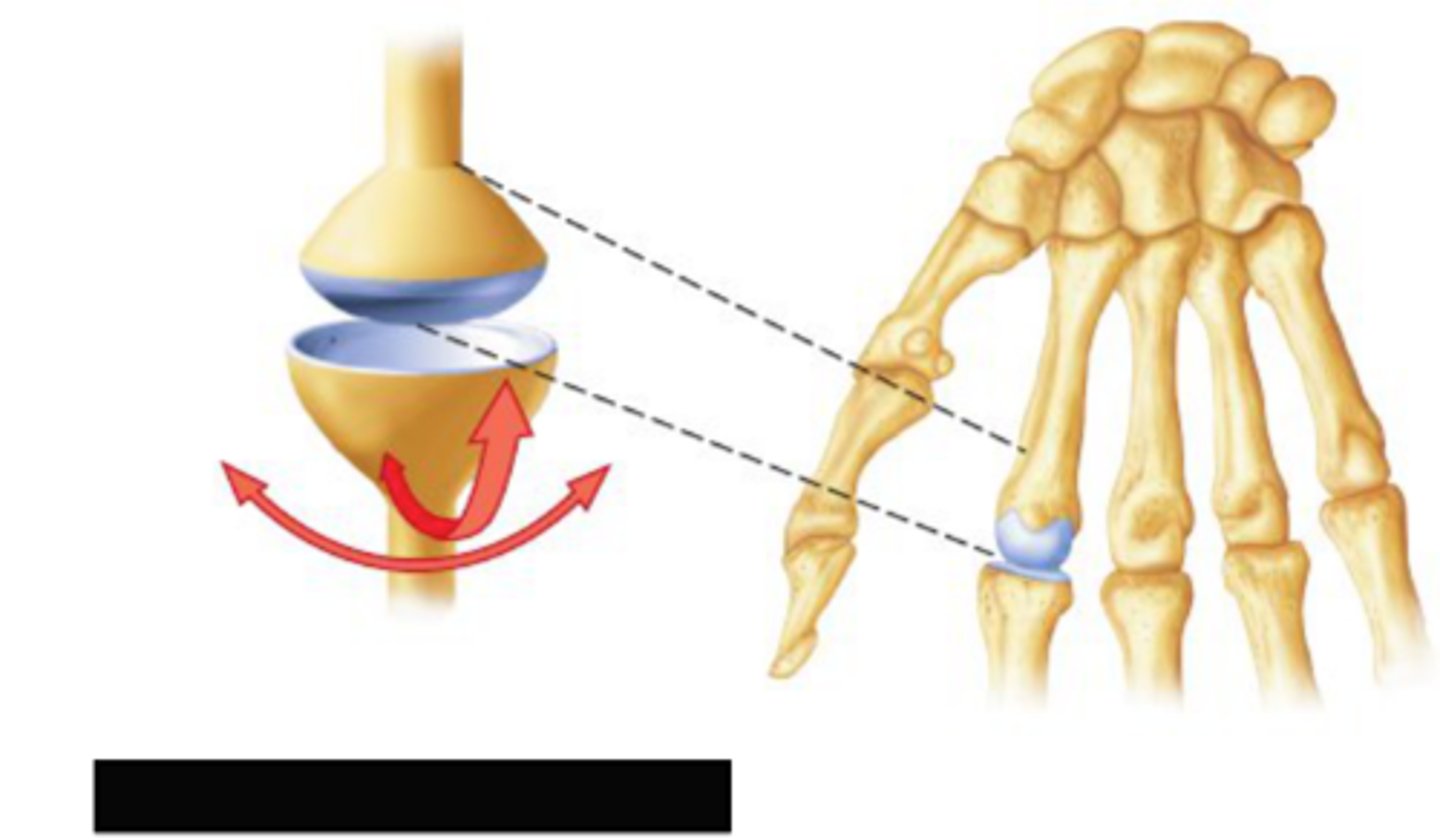 <p>allow movement around two axes that are at right angles to each other</p><p>-permits flexion, extension, abduction, adduction, and circumduction</p><p>ex: wrist joint</p>