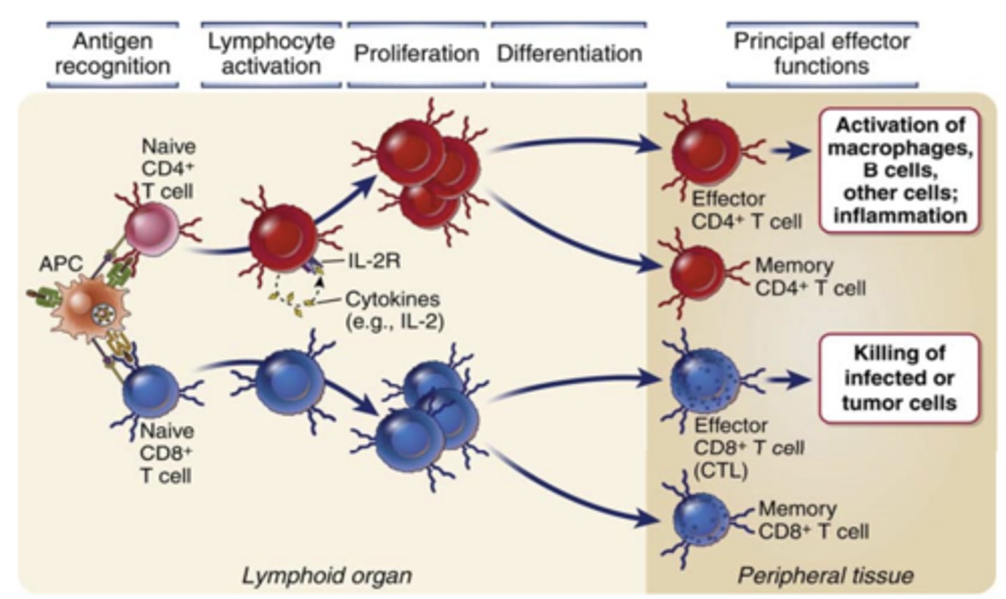 <p>1) <strong><span style="text-decoration:underline">Cytokine secretion</span></strong> and <span style="text-decoration:underline">increased cytokine receptor expression</span>;</p><p>2) <strong><span style="text-decoration:underline">Proliferation</span></strong>, leading to an increase in the numbers of cells in <strong><span style="text-decoration:underline">the antigen-specific clones</span></strong> (called <strong>clonal expansion</strong>)</p><p>3) <strong>Differentiation</strong> of the <strong><span style="text-decoration:underline">naive cells</span></strong> into <strong><span style="text-decoration:underline"><span class="bgP">effector and memory lymphocytes</span></span></strong></p>