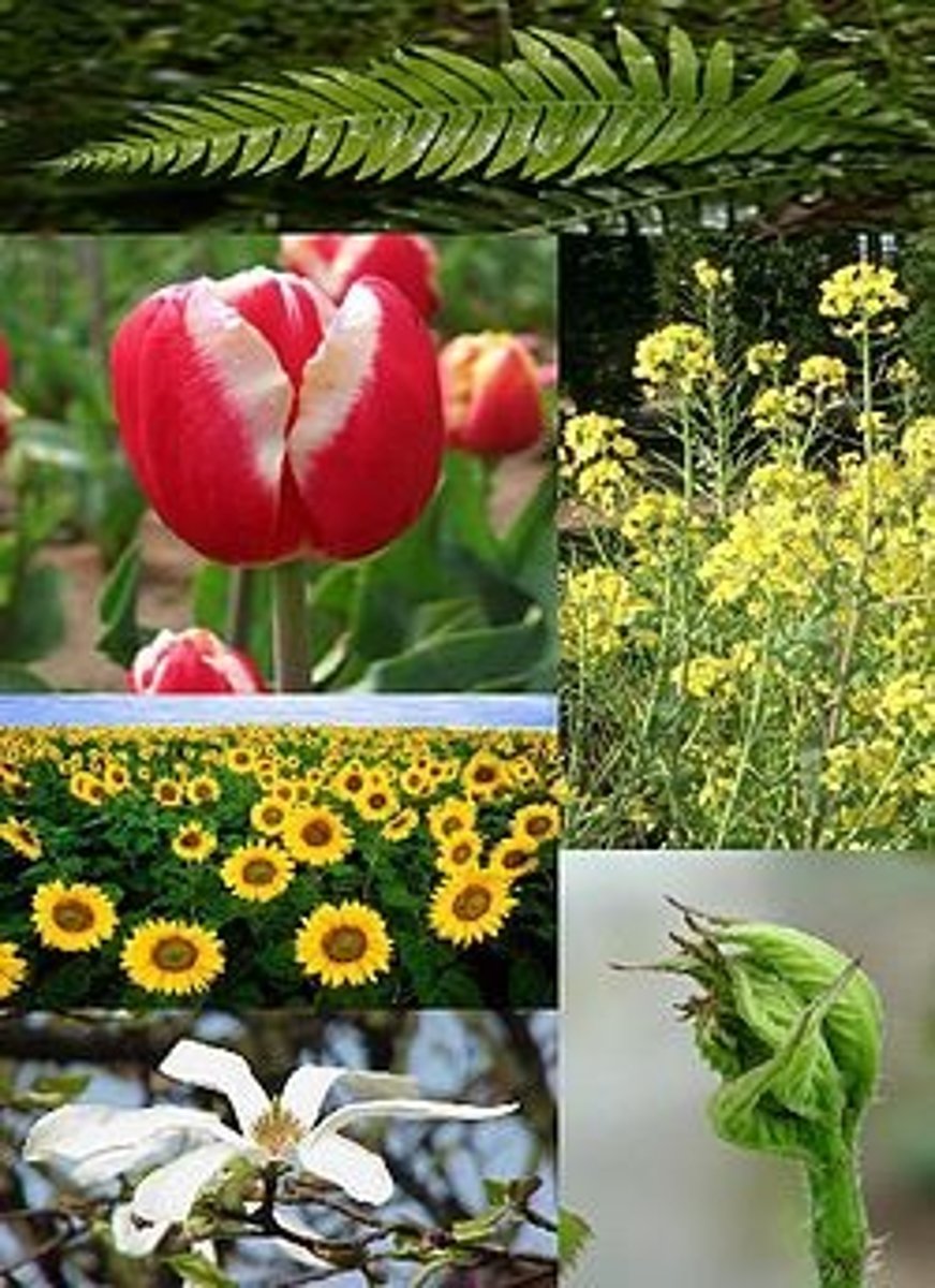 <p>All the plant life in a particular region, or period.</p>