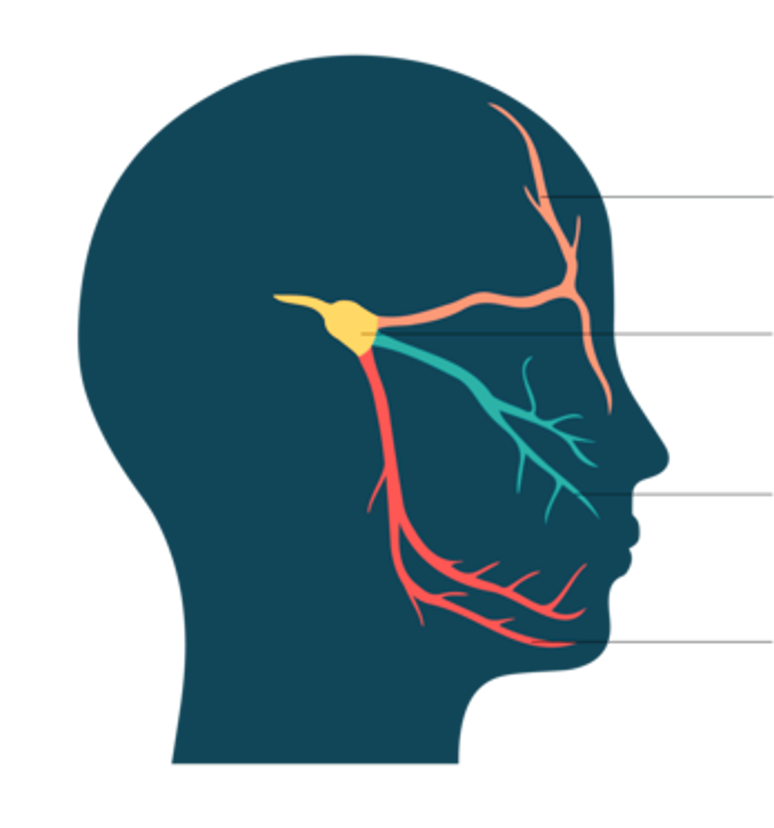 <p>Identify nerve (a branch of the trigeminal nerve) colored light orange</p>