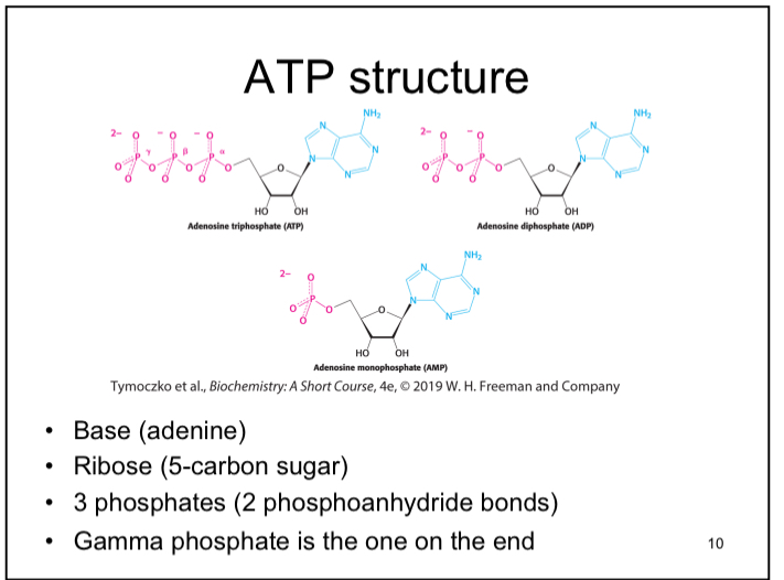 <p>Base (adenine), ribose (5-carbon sugar), 3 phosphates (2 phosphoanhydride bonds), and one gamma phosphate is one of the end.</p>