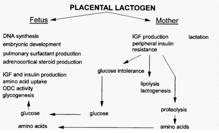 <p>Mother uses fat for energy more than glucose because foetus uses glucose</p>