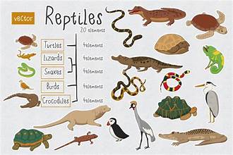 <p>Class: Reptilia; Subphylum: Amniotes [Vertebrates with Amniotic Eggs (its classes)] (Phylum Chordata)</p>