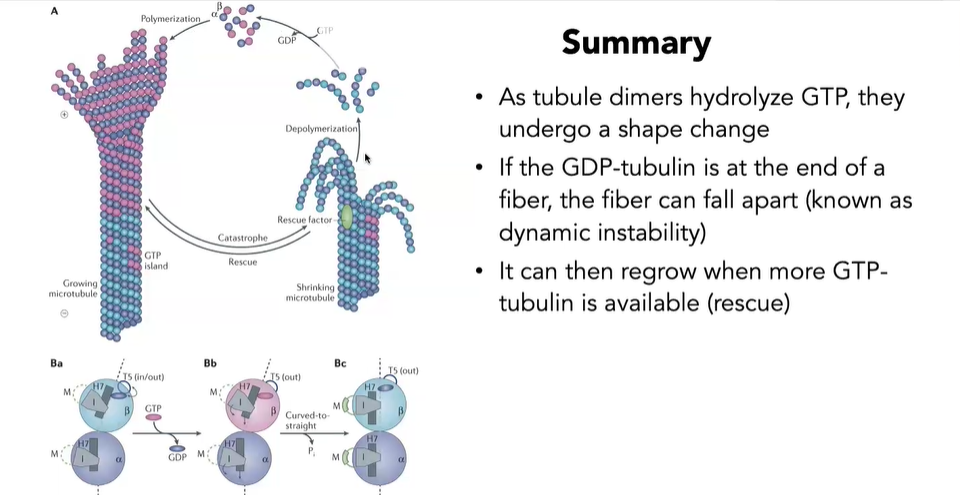 <ul><li><p>when b-tubulins hydrolyzes GTP faster than new dimers can be added</p></li><li><p>will fall apart</p></li></ul><p></p>