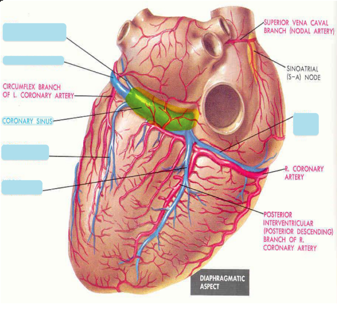 <p>Coronary sinus </p>