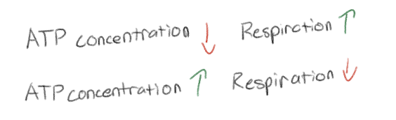 <p>Respiration speeds up (more respiration to get more oxygen for more ATP)</p><p>Respiration slows down (less respiration to get less oxygen so less ATP)</p><p>This is an example of feedback inhibition (negative feedback)</p>