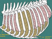 <p>Int intercoastal muscle</p><p>ext intercoastal muscle </p>
