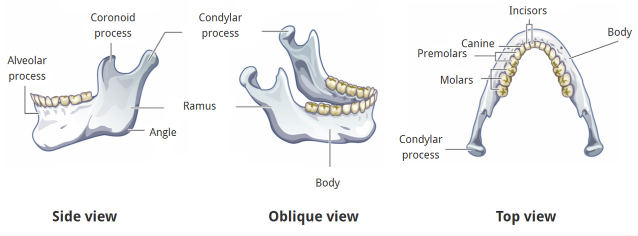 <p>alveolar process</p><p>ramus</p><ul><li><p>coronoid process</p></li><li><p>condylar process</p></li></ul><p>body</p><p>teeth</p>