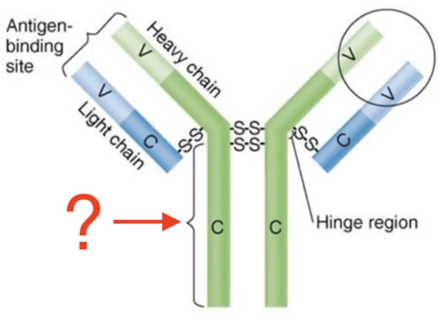 <p>Antibody structure</p><p>- Tail ends of constant (C) regions</p><p>- Some bind to receptors</p><p>- Determined by 1 of 5 antibody classes</p>