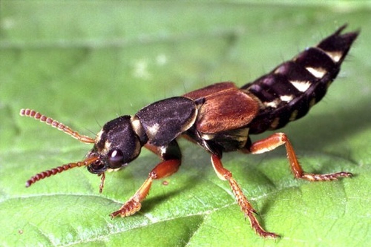<p>kortschildkevers, lang lichaam, lijkt op oorworm zonder tangen</p>